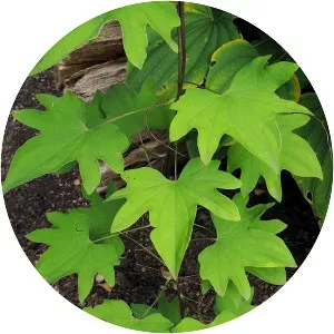 Dioscorea japonica