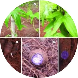 Dioscorea trifida - Plants