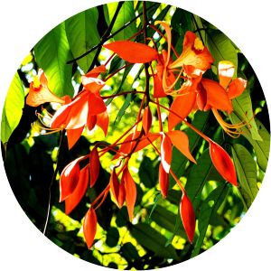 Diospyros atrata - 