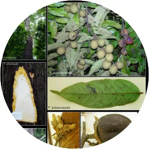 Diospyros macrophylla - 