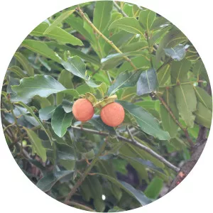 Diospyros malabarica - 