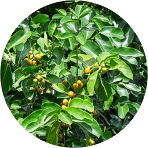 Diospyros maritima - 