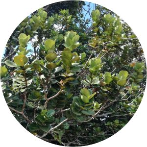 Diospyros revaughanii - 
