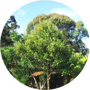 Diospyros tessellaria - 