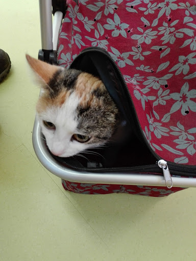 Dipl-Tierarzt Armin Anranter