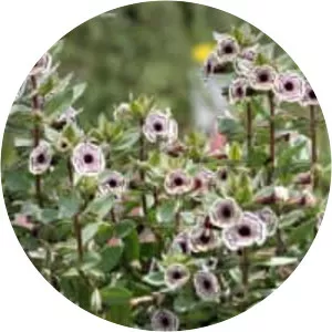 Diplacus pictus - Plants