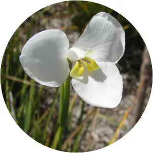 Diplarrena moraea