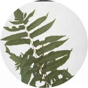 Diplazium esculentum