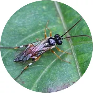 Diplazon laetatorius - 