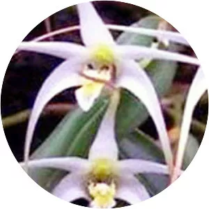 Diplocaulobium utile - 