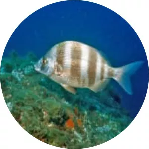 Diplodus