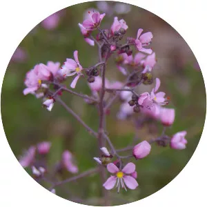 Diplopeltis huegelii