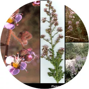 Diplopeltis photograph