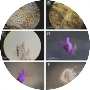 Diplosoma listerianum - 