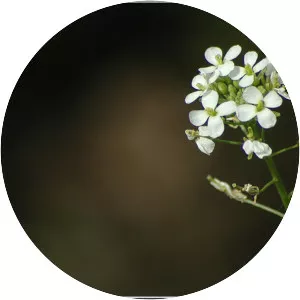 Diplotaxis erucoides