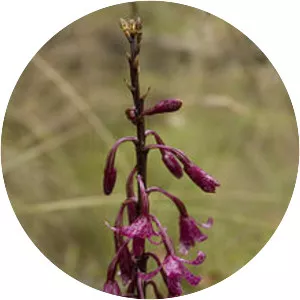 Dipodium atropurpureum