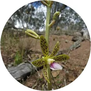 Dipodium hamiltonianum