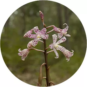 Dipodium pardalinum