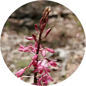 Dipodium