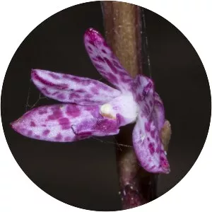 Dipodium punctatum - 