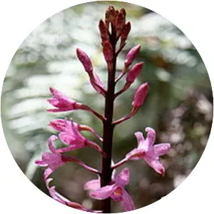 Dipodium roseum