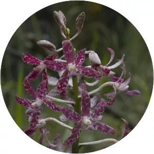 Dipodium variegatum