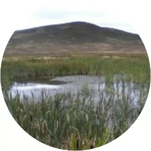 Dirrington Great Law