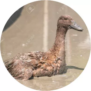 Dirty Ducks - Musical artist