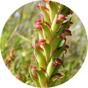 Disa bracteata - Plants