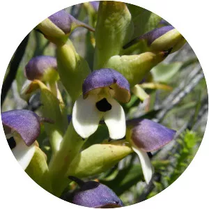 Disa cornuta