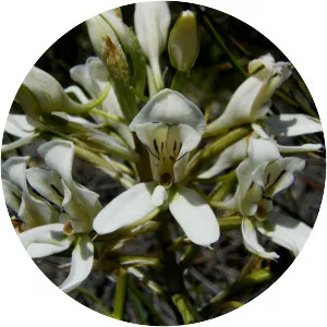 Disa draconis - Plants