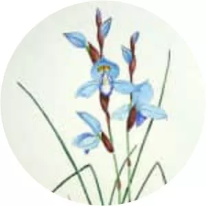 Disa graminifolia - 