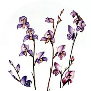 Disa purpurascens - Plants