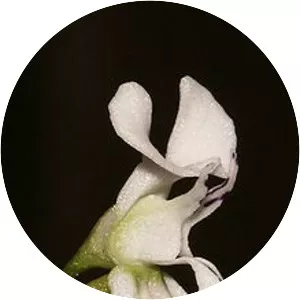 Disa sagittalis - Plants