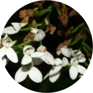 Disa tripetaloides - Plants