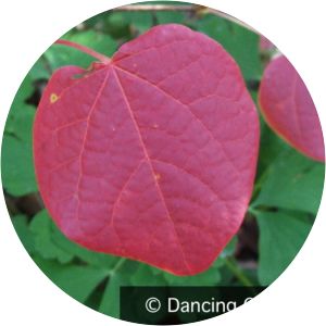 Disanthus photograph