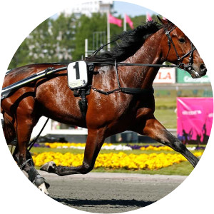 disco volante travhäst