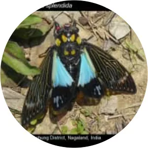 Distantalna splendida