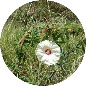 Distimake dissectus - 