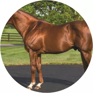 Distorted Humor - Horse