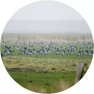 Dithmarscher Eiderwatt