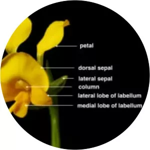 Diuris aequalis - 