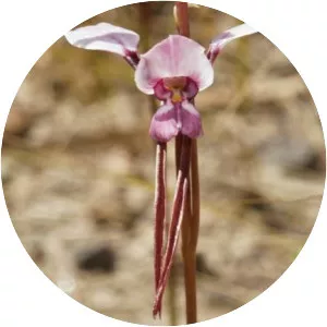 Diuris arenaria