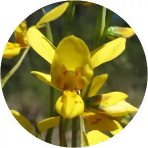 Diuris aurea