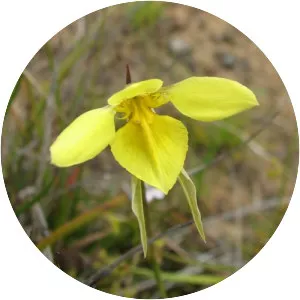 Diuris behrii - Plants