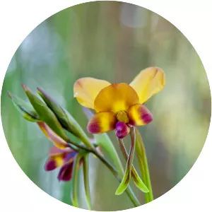 Diuris corymbosa
