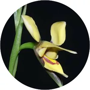 Diuris drummondii - Plants