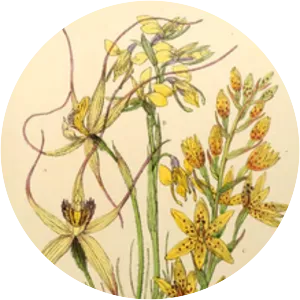 Diuris filifolia