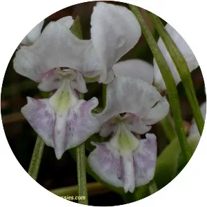 Diuris fragrantissima
