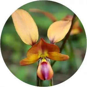 Diuris jonesii